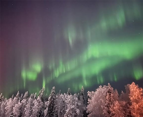aurora borealis over snowy trees