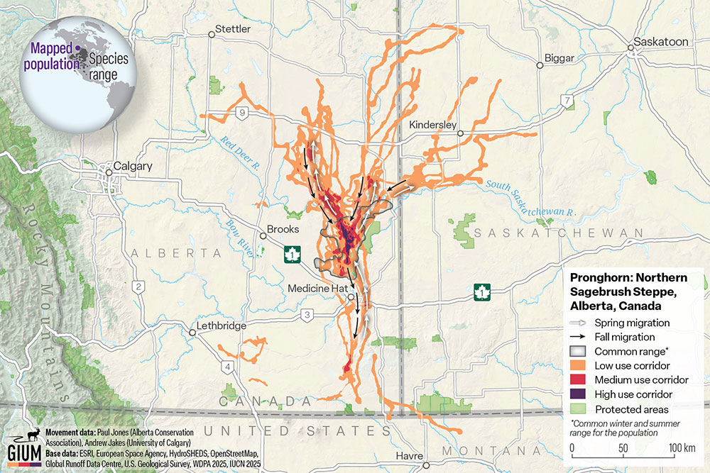 map showing pronghorn migration routes