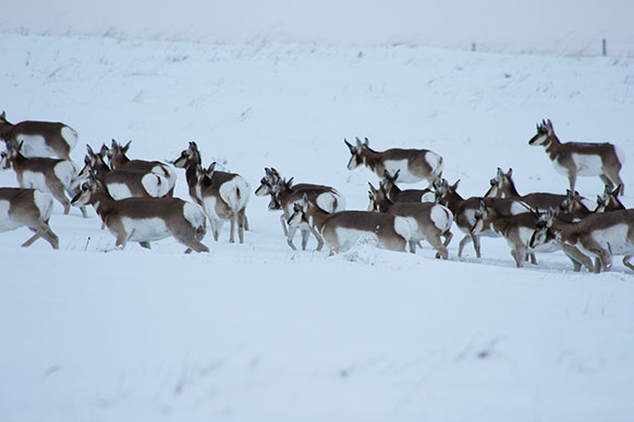 group of pronghorn in a snowy landscape