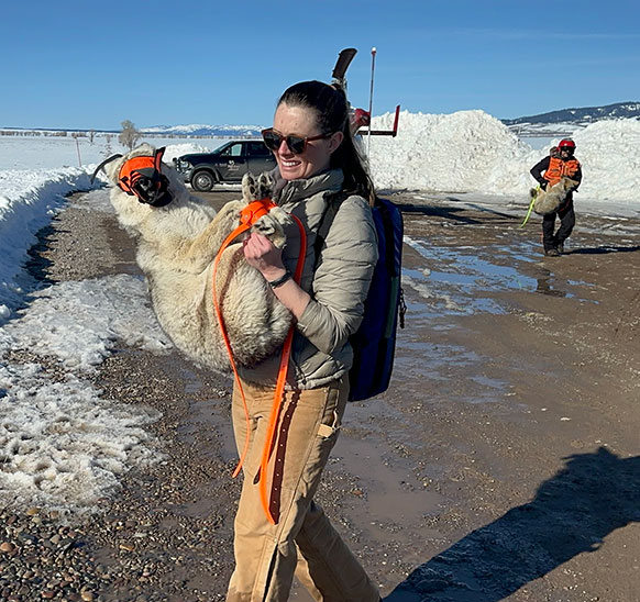 people carrying captured coyotes 