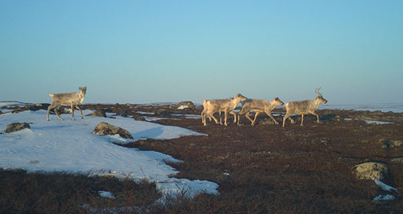 caribou on the plains with patches of snow