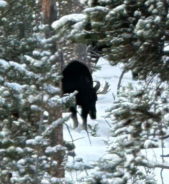 moose in snowy trees