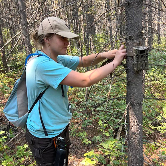 woman putting a trail camera on a tree