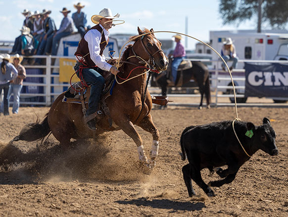 man on a horse roping a calf