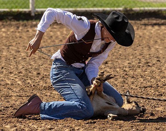 woman tying a goat's legs