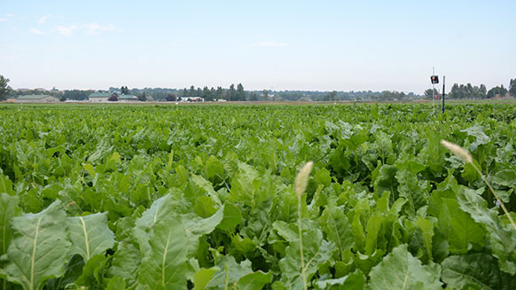 field of sugar beets