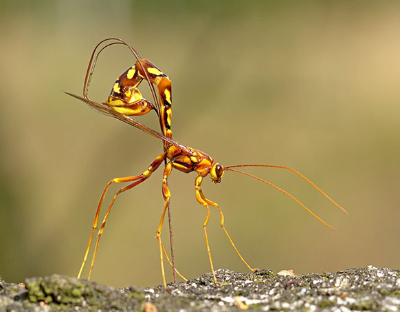 orange and yellow wasp