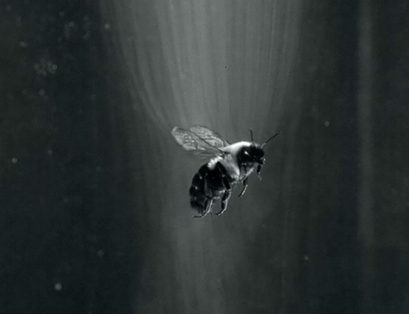 photo of a bee in flight