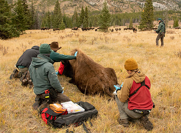 people with a sedated bison
