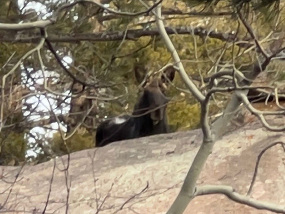 moose peaking over a rock