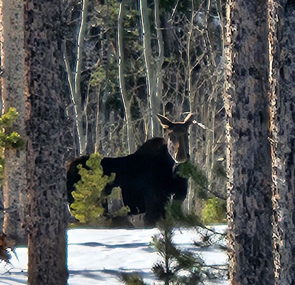 moose seen between trees