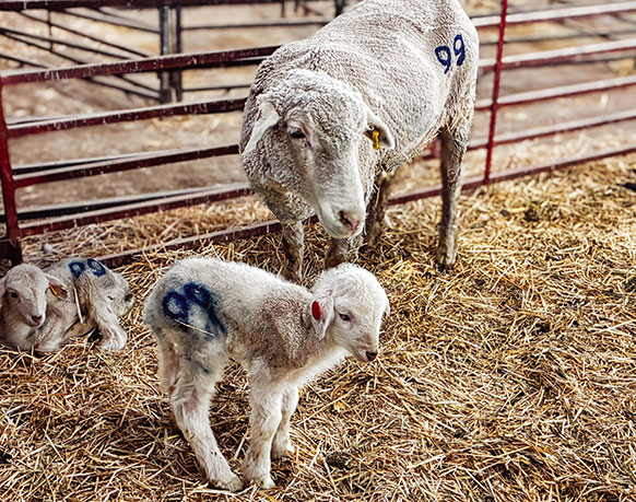 ewe with two new lambs