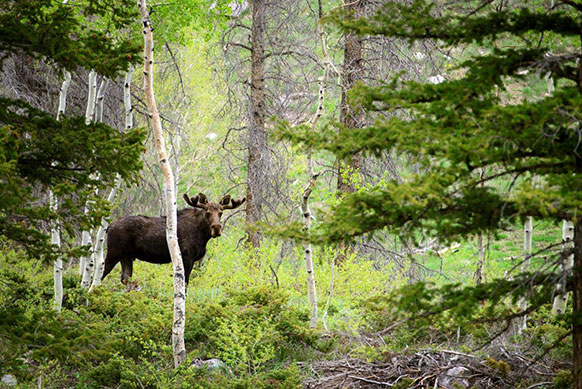moose in green woods