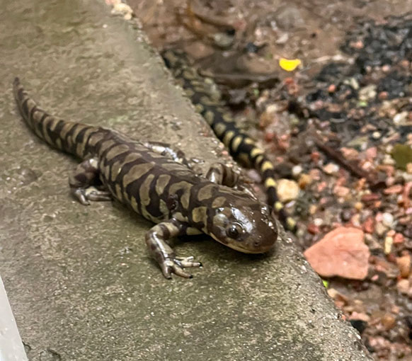 salamanders in a window well
