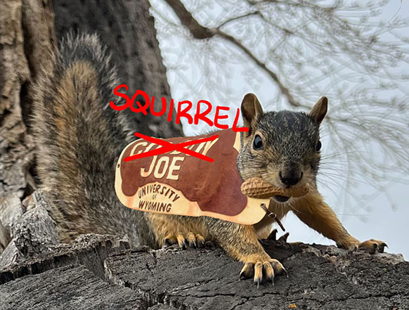 squirrel with a tiny horse blanket photoshopped on, perched on a tree limb  while holding a peanut in its mouth