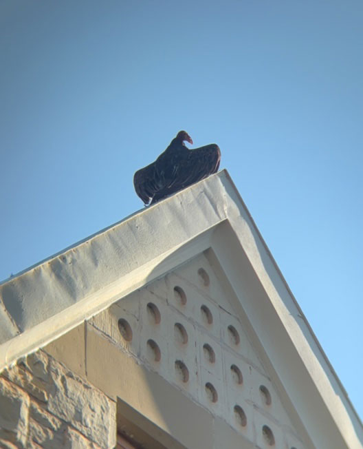 vulture on top of a building