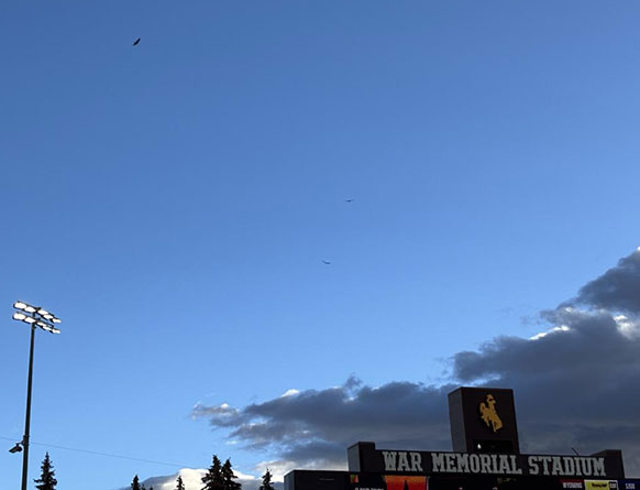 vulture high in the sky