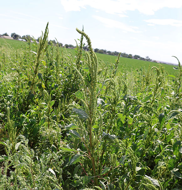 plants growing in a field