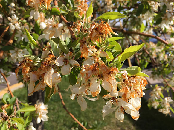 browned and wilting flowers on a tree