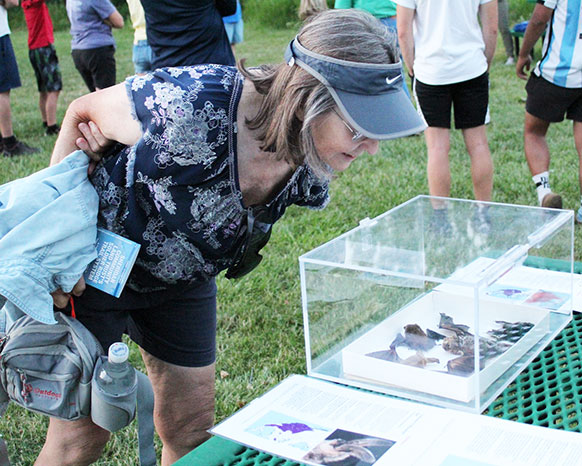 woman looking at a display of and about bats