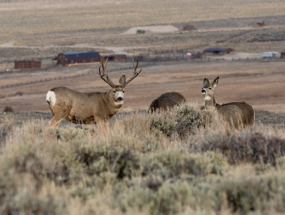 three deer on a ridge colored with sagebrush