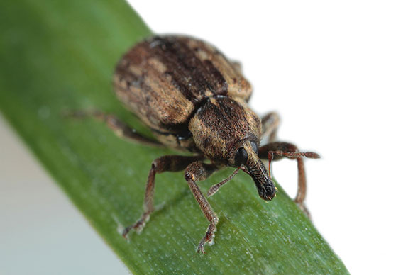 close up of a small bug on a plant stem