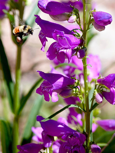 bee hovering beside a purple flower