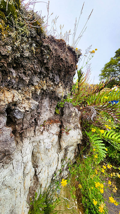 ferns and flowers growing from a rocky outcrop