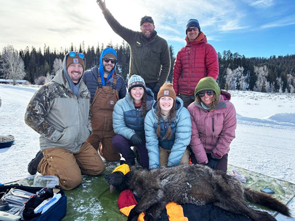 group of people posing with a tranquilized gray wolf