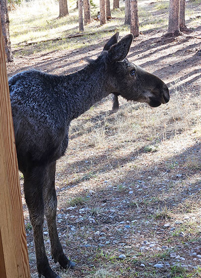 young moose half hidden behind a tree