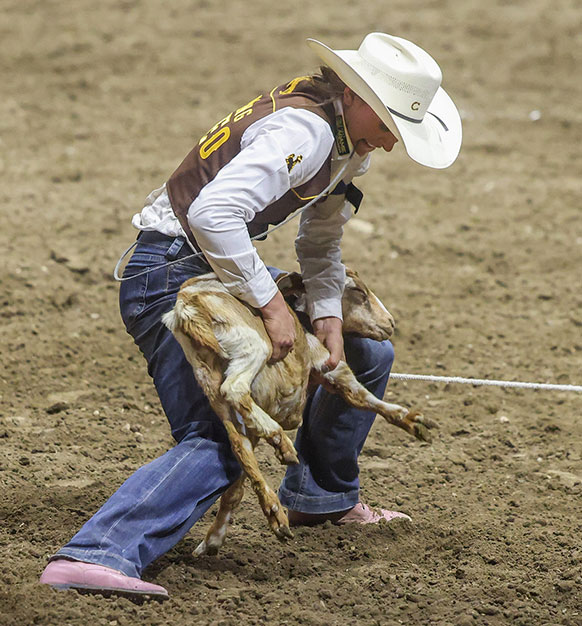 woman lifting a goat to tie its legs