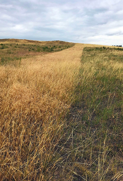 A grassy area with one side untreated for invasive grasses and one side clear of invasive grasses, with grean grass showing.