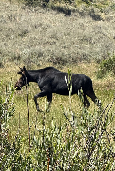 A moose walks through tall grass.