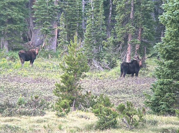 Two bull moose stand in shrubbery.