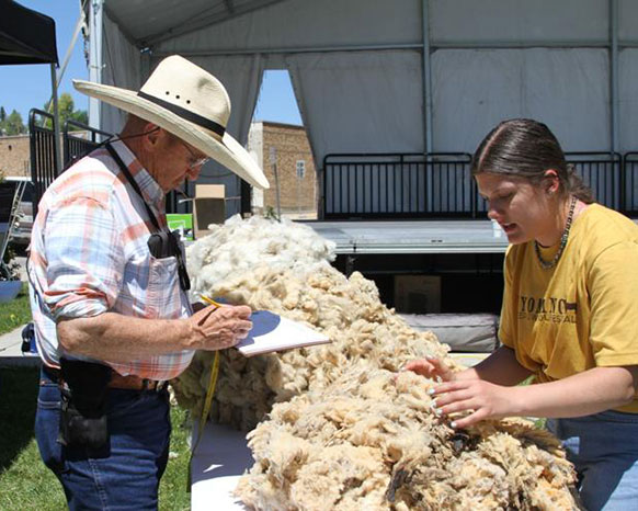 two people examining sheep fleeces