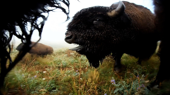 A bison stands in a field and bellows.