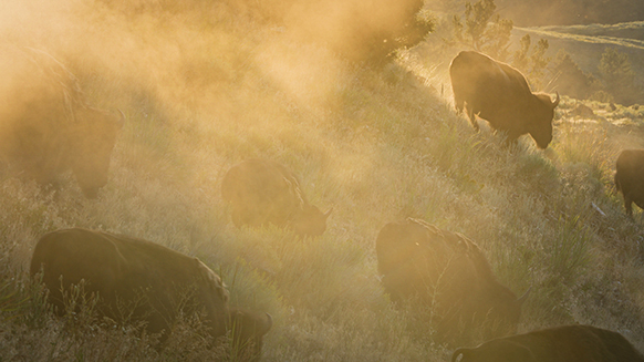A herd of bison run down a hill.