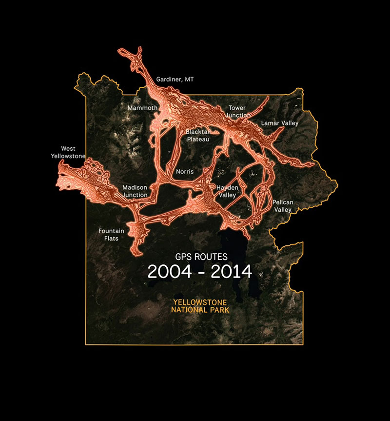 A map shows bison migration routes in Yellowstone National Park.