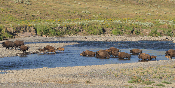 A herd of bison cross a river.