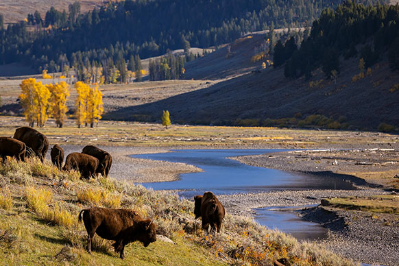 bison on an autumn riverbank