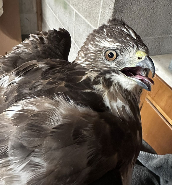 close up of hawk