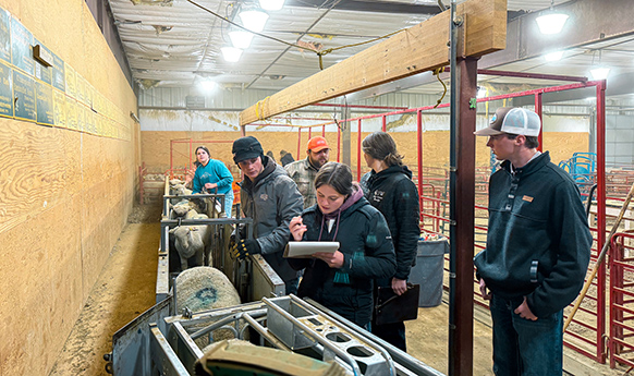 A group of students collect data from lambs in a barn.