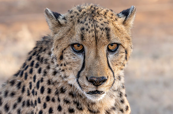 close up of a cheetah