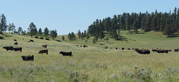 cattle grazing