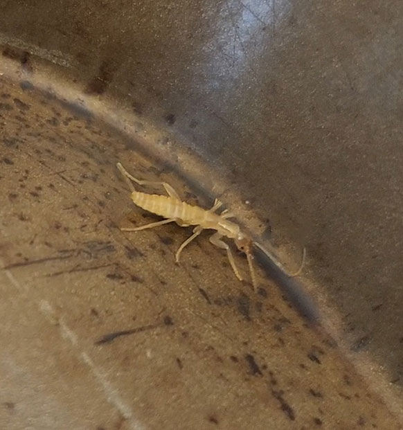 white bug at the bottom of a metal container