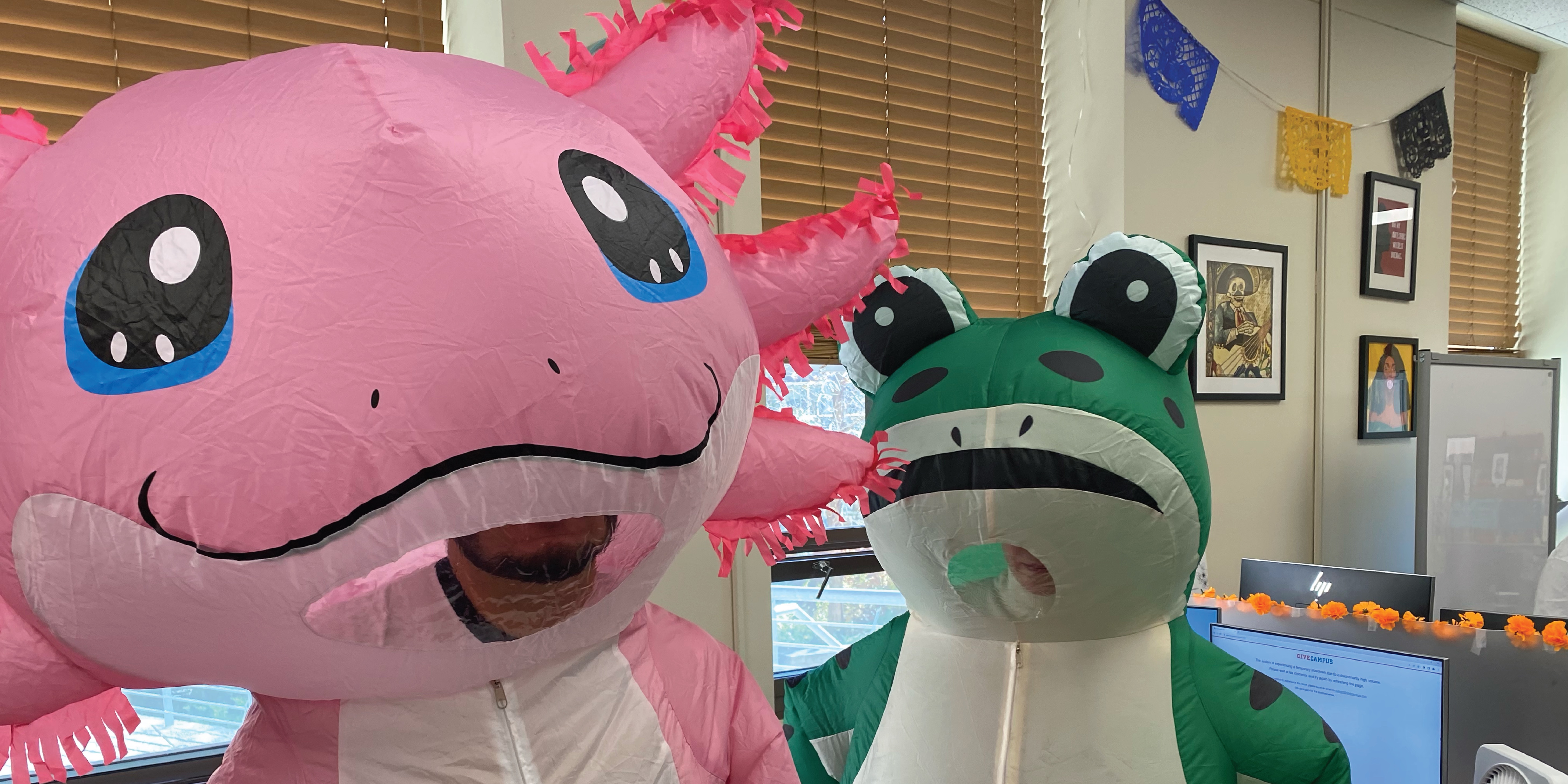 MA Mascots axolotl and frog