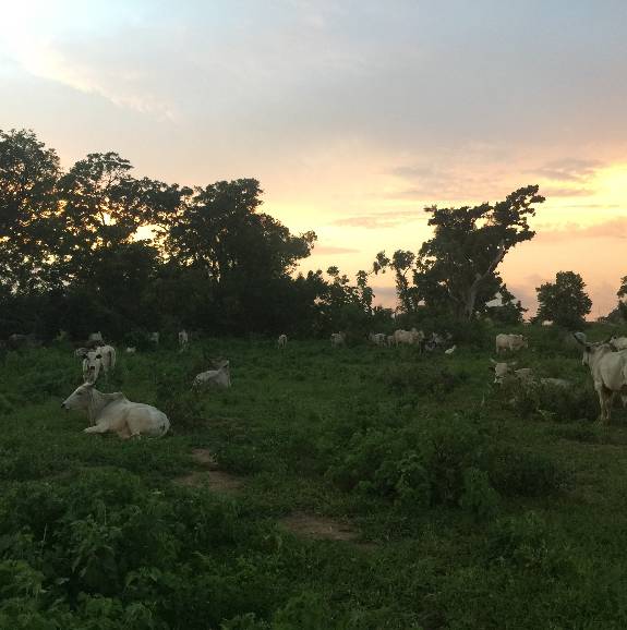 benin agricultural land with cows