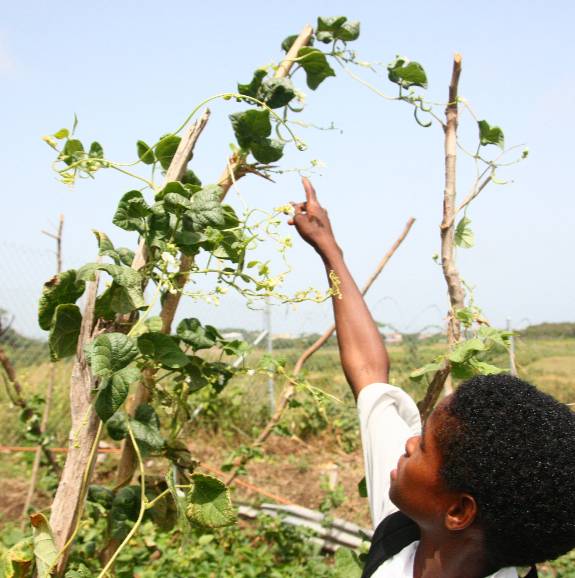 Student pointing at a green bean
