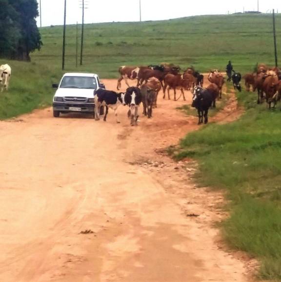 Swaziland agricultural land with cows