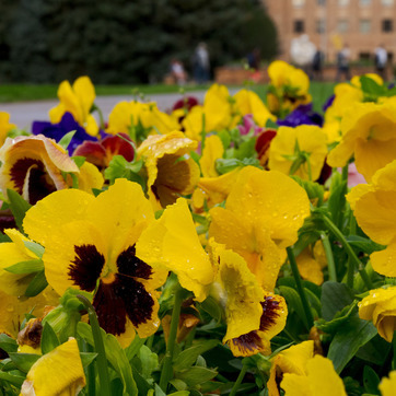 campus flowers